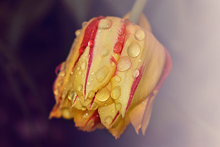 Tulip, flor, planta, flor, floración, rojo amarillo, gota de agua