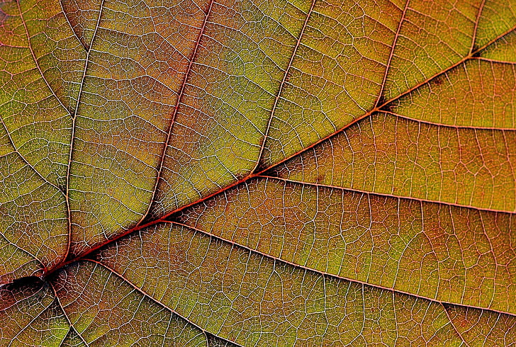 leaf, plant, nature, red, background