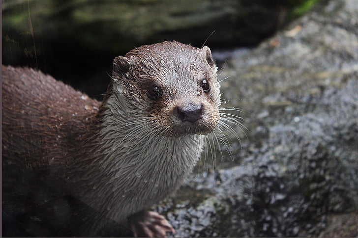 otter, zoo deep, fousky, water