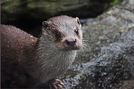 Otter, Zoo tief, fousky, Wasser