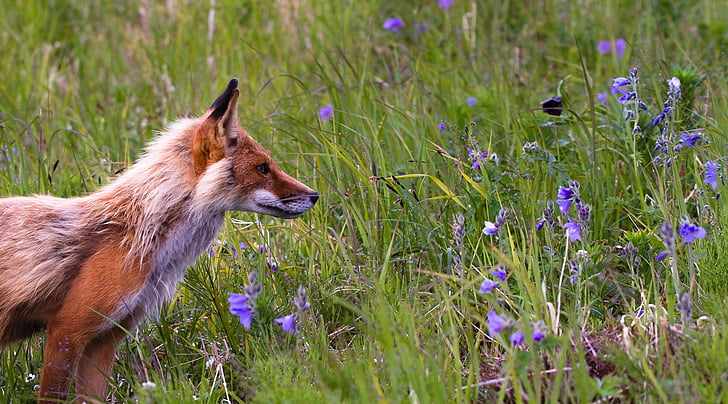 Fox, voľne žijúcich živočíchov, zviera, divoké, Príroda, Zoo, cicavec