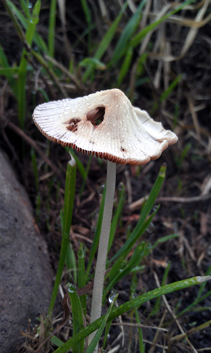 mushroom, toadstool, poisonous mushroom, summer, light mushroom, cap, toxic