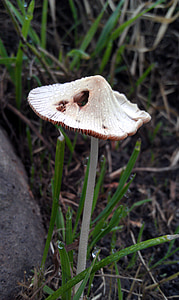 sieni, myrkkysieni, myrkyllinen sieni, kesällä, kevyt sieni, YMP: n, myrkyllinen
