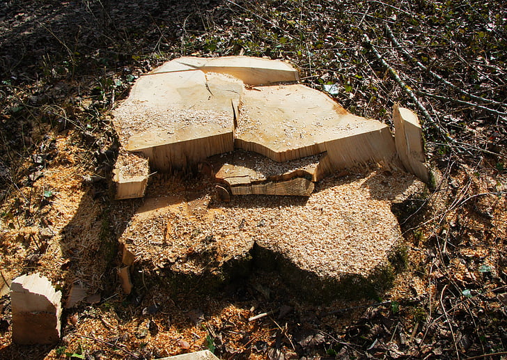 sawed off, tree stump, like, destroyed