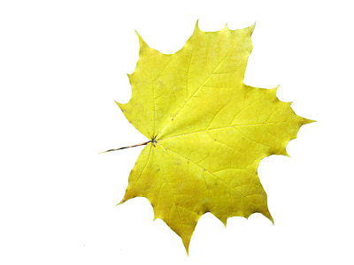 Maple, daun, muncul, musim gugur, dekorasi, dekorasi musim gugur