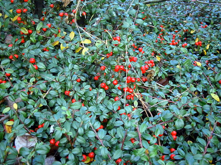 arbust, cobertura del sòl, baies, baies, vermell, Baia catifa vermella, Gaultheria procumbensstrauch