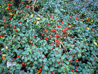 Bush, couvre-sol, Berry, petits fruits, rouge, tapis rouge berry, Gaultheria procumbensstrauch