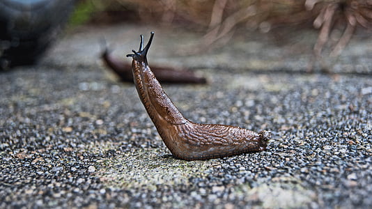 slug, nature, snail, mollusc, animal, garden