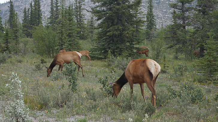 elk, wilderness, canada, banff, wildlife, mammal, animal