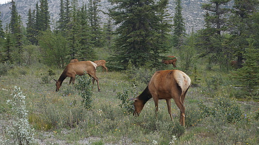 Elk, Wilderness, Kanada, Banff, voľne žijúcich živočíchov, cicavec, zviera