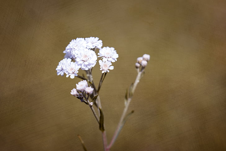 Лютик aconitifolius, Eisenhut ежами, цветок, Цветы, Белый, белые цветы, завод