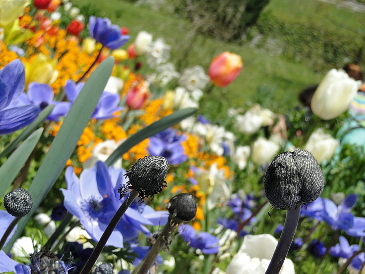 Пролет, цветя, цвете, цвят, растителна, parklandschaft, природата
