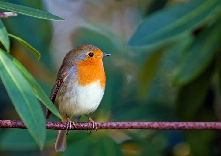 paukštis, Robin, gyvūnų, mielas, detalus vaizdas, išsami informacija, raudona