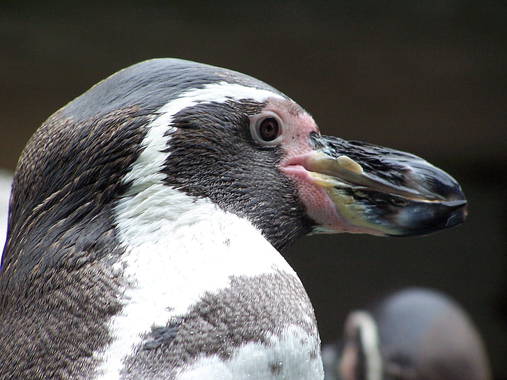 pingvīns, dzīvnieki, Humbolta pingvīns, Peru pingvīns, putni, putns, dzīvnieku