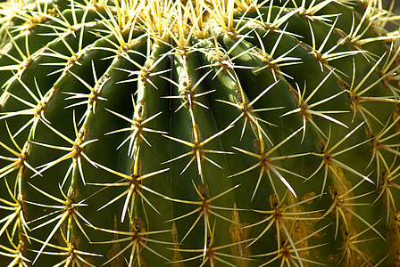 Cactus, piquants, épines