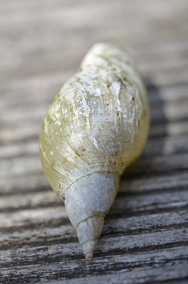 Shell, sneglen