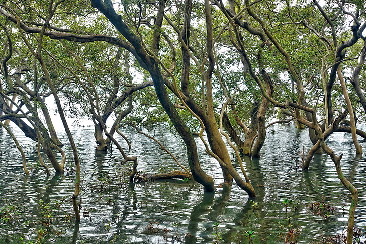 forest, water, landscape, environment, natural, scenic, nature