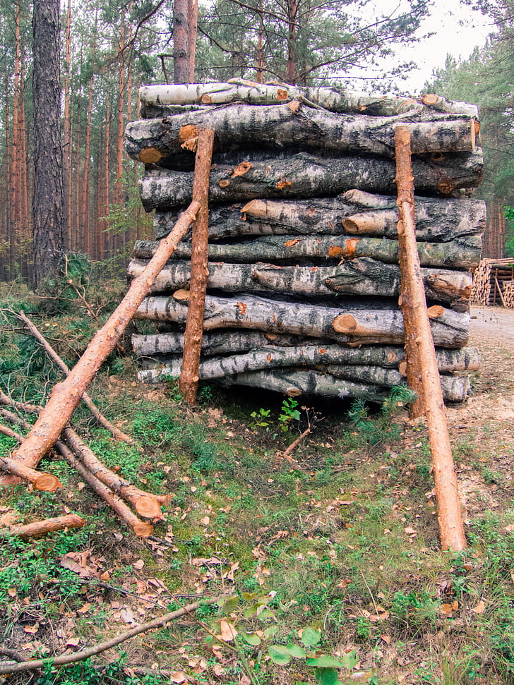 medienos, gabalas, kamino, Palaikomos, pušis, sumažinti, medis