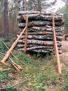 dřevo, výseč, zásobník, podporováno, borovice, řez, strom