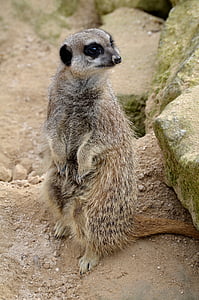 meerkat, 동물, 야생, 야생 동물, 자연, 모피, 경고
