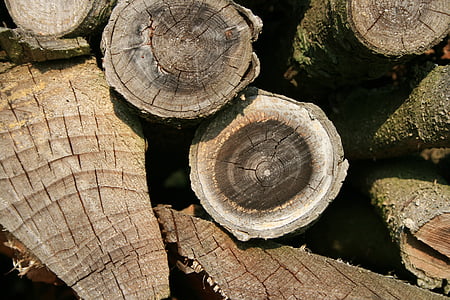 legno, legna da ardere, deposito, taglio del filetto di pettini, accatastati, legno dell'albero, Timberyard