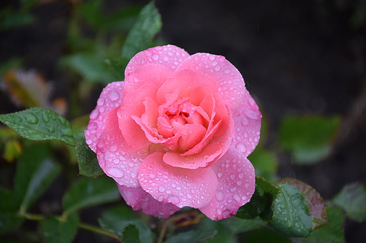 Троянда, дощова крапля, Природа, рожевий, цвітіння троянди, романтичний, Пелюстка