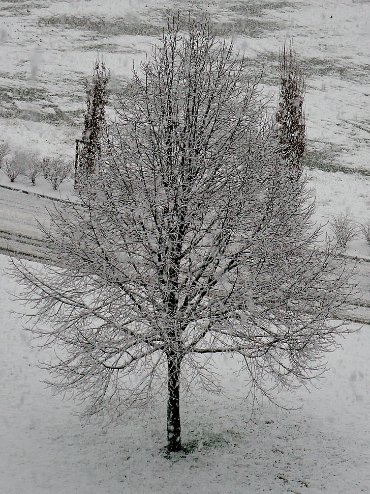 boom, sneeuw, wit, koude, winter, natuur, Besançon