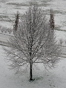 boom, sneeuw, wit, koude, winter, natuur, Besançon