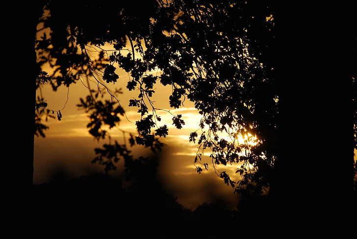 leaves, tree, shadow, darkness, sunset, silhouette