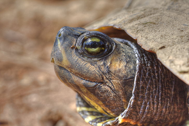 turtle, close up, wildlife, nature, shell, tortoise, animal