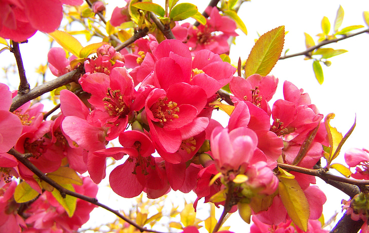 kvetoucí quince Japonsko, růžová jarní květiny, keř