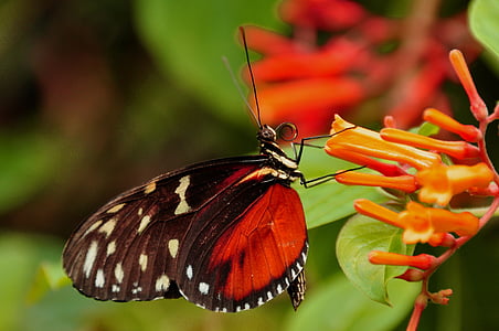 golden helicon, butterfly, insect, wildlife, wing, helicon, heliconius