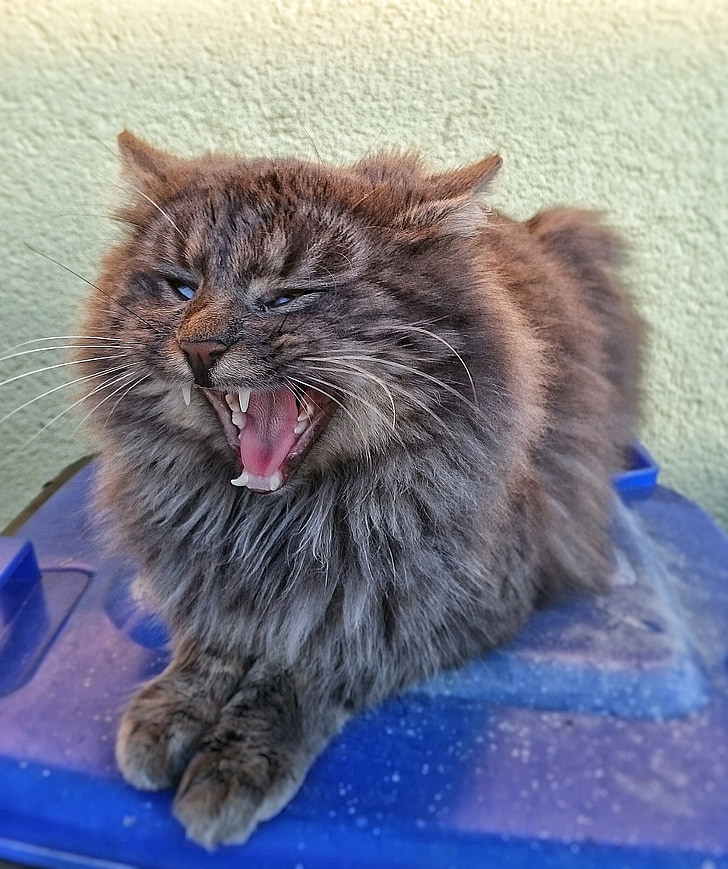 cat, yawning, pet, animal, yawn