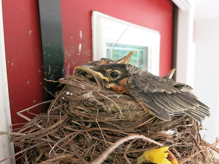 Robin, uccello, bambino, nascente, Pettirosso, nido, natura