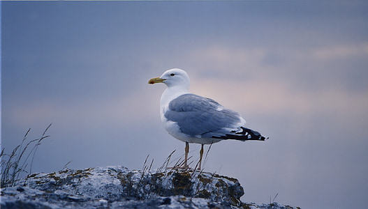 Gull, burung, Gotland, senja, matahari terbenam, burung, Swedia
