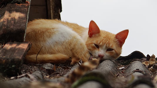 猫, 眠っています。, ネコ科の動物, イエロー, 動物, ペット, 屋根