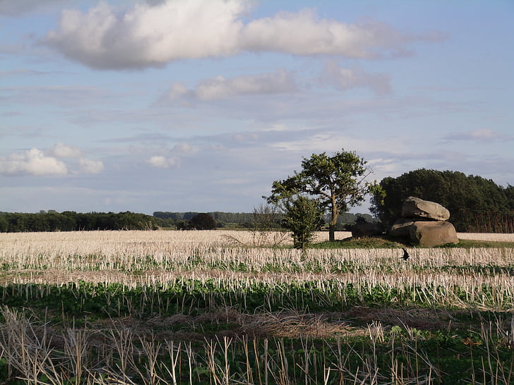 fields, northern germany, landscape, germany, nature, agriculture, rural Scene