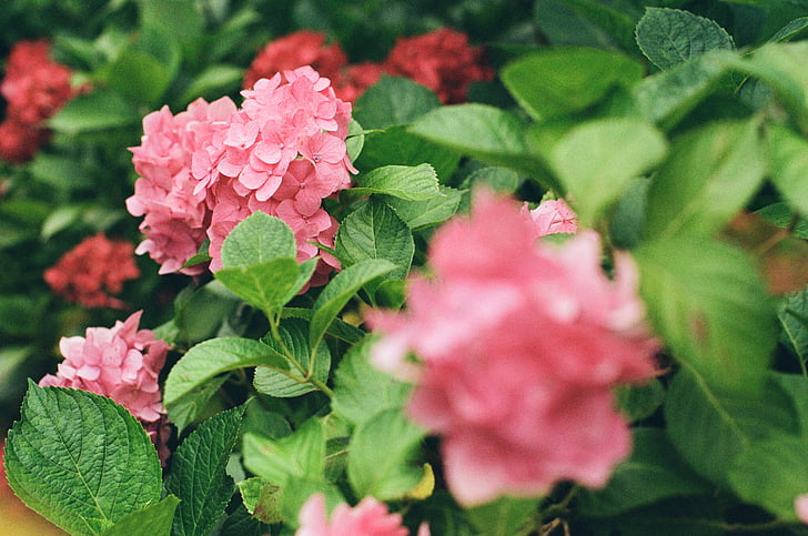 green, leaf, plant, nature, pink, flower
