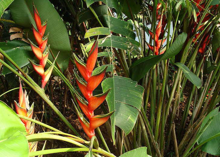 oprejst hummer klo, oprejst heliconia, Heliconia stricta, heliconiaceae, blomst, plante, Indien