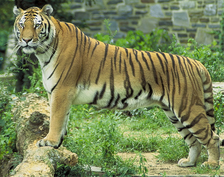 tiger, feline, big cat, animal, wildlife, nature, mammal