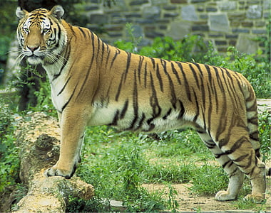 tiger, feline, big cat, animal, wildlife, nature, mammal