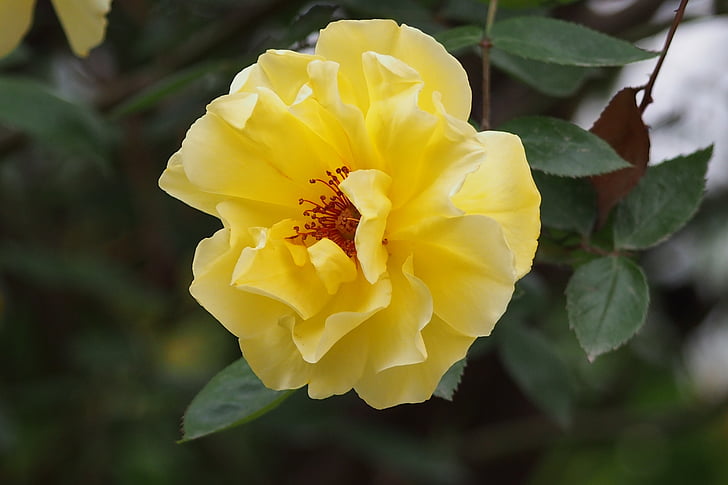 άνοιξη, κίτρινο λουλούδι, τριαντάφυλλο