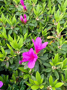 azalea, flowers, spring, garden