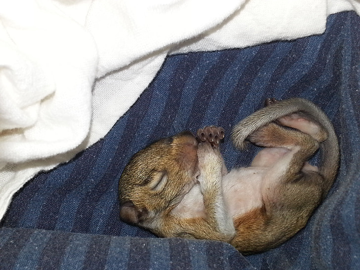Baby squirrel, Wiewiórka noworodka, Wiewiórka, dzikich zwierząt