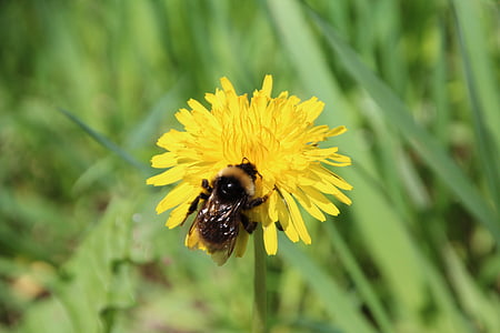 hummel, dandelion, flower, yellow, nature, pointed flower, insect