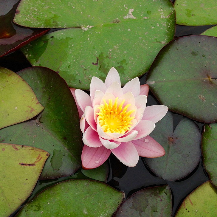waterlily, flower, lily, pad, pink, water Lily, nature