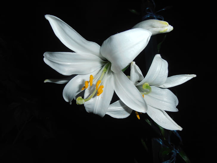 lily, white, flower, at night