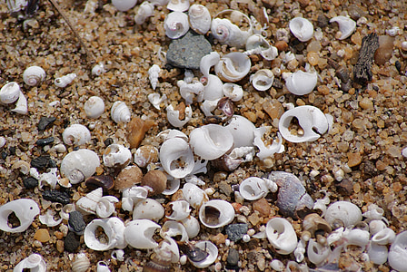 beach, shells, sand, clam, summer, ocean, travel