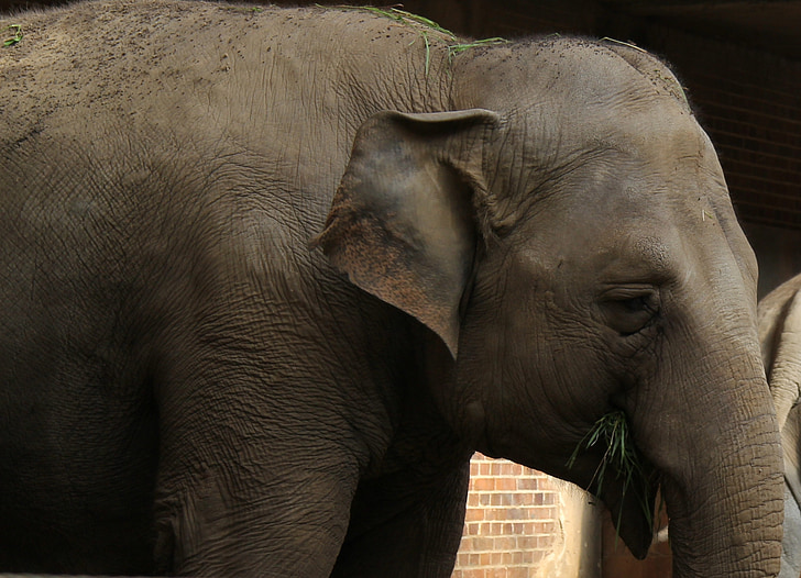slon, zviera, Rudi, Zoo, Afrika, Zavrieť, Slon africký bush