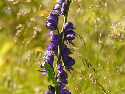 Aitoukonhattu, sininen, tumma lila, violetti, Aconitum napellus, Ukonhattu, hahnenfußgewächs